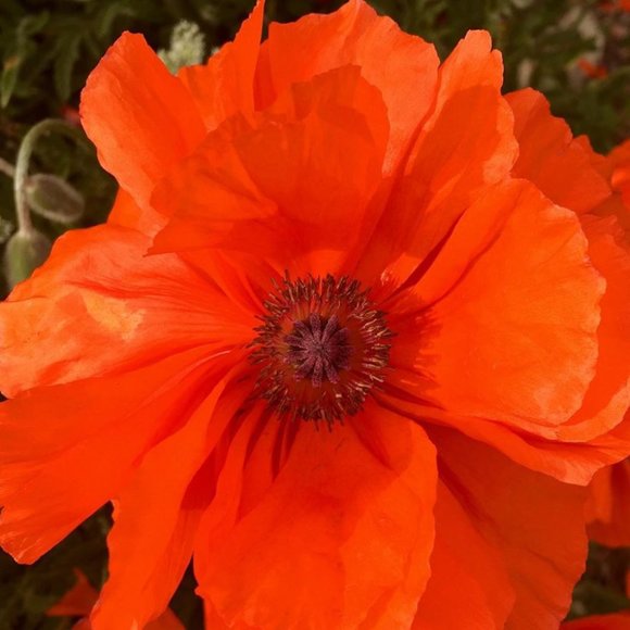 Meet your Posher, Natalie - Picture 2 of 2